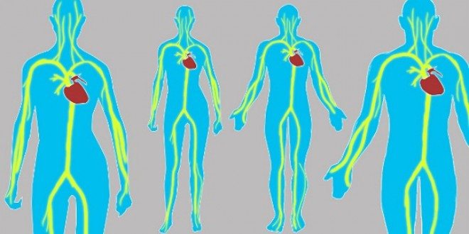 10 способов предупредить болезни сердца, понизив уровень холестерина