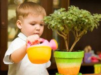8 растений, которые помогут очистить воздух в вашем доме!