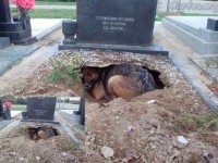 Эта собака осталась преданной своему хозяину даже после его смерти. Очень проникновенная история&#8230;