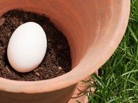 Этот мужчина закапывает обычное яйцо в почву. Результат — настоящее открытие для всех садоводов!