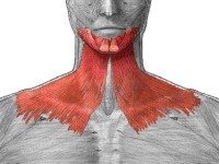 Подкожная мышца шеи: секрет молодой и здоровой шеи