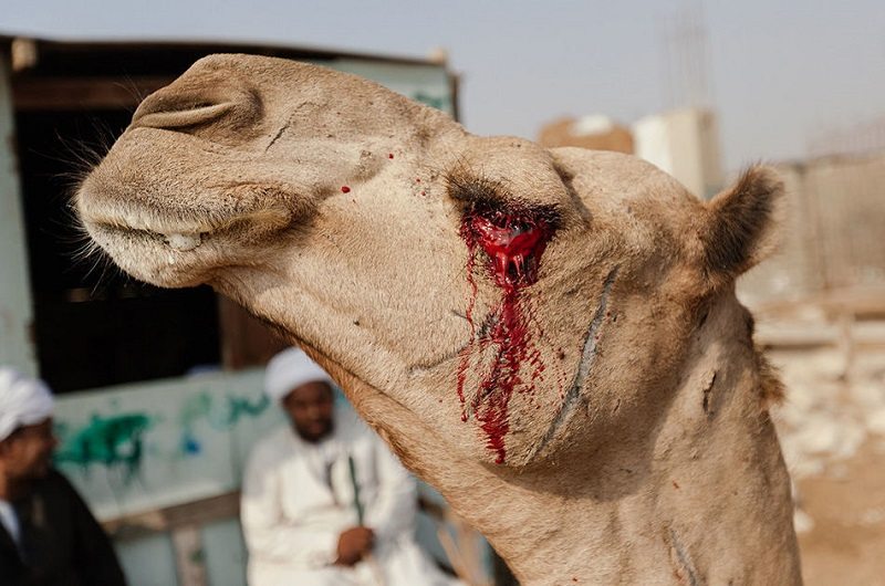 Ужасы самого большого рынка верблюдов в Африке&#8230; На это просто невыносимо смотреть!