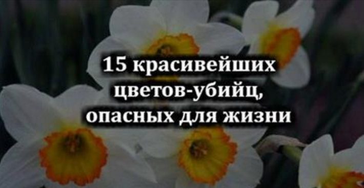 15 красивейших цветов-убийц, опасных для жизни