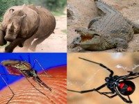 Как вы считаете, какое животное самое опасное на планете?
