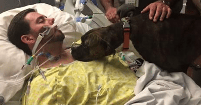 Собака пришла в больницу к своему хозяину, чтобы попрощаться с ним в самый последний раз!