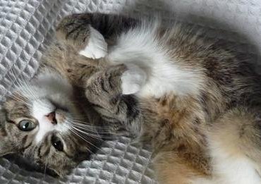 кот