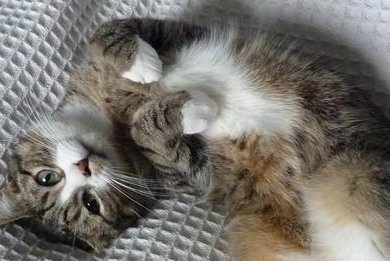 кот