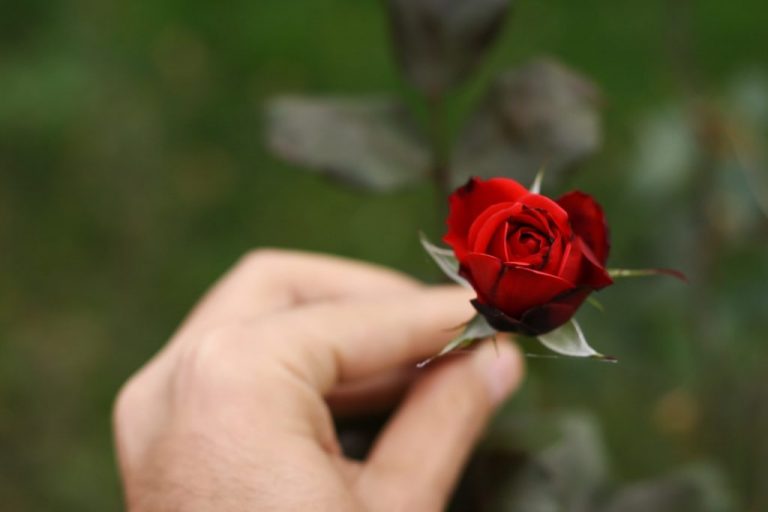 Я никогда не забуду то чувство, когда держала розу в своих руках